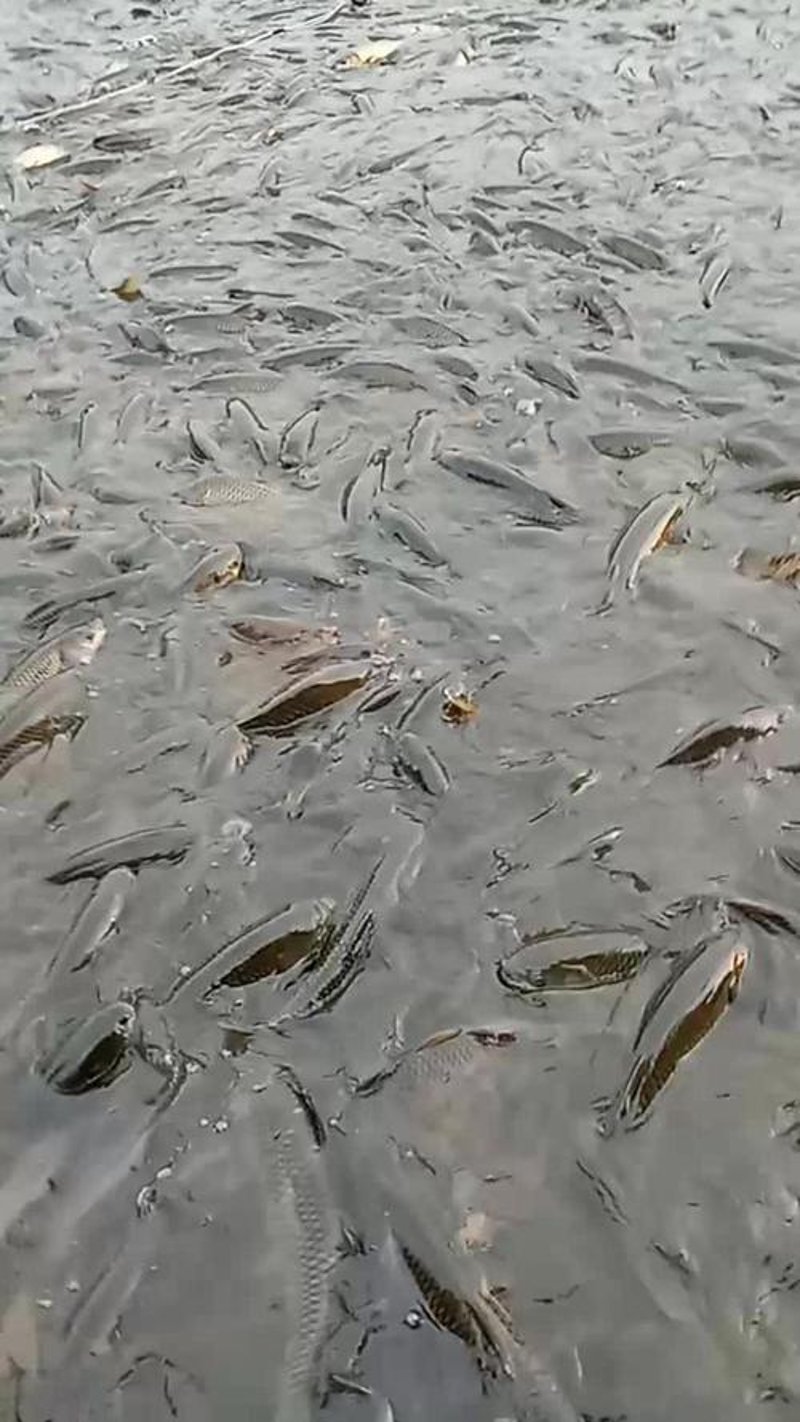 鱼苗批发产业迎来新机遇