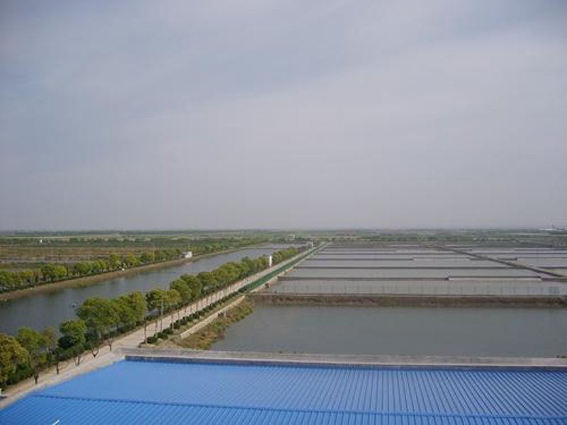 鱼市场动态：成鱼出售市场的最新趋势