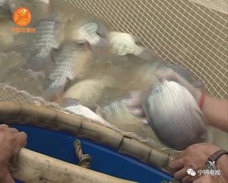2023年鱼苗批发行业动态：机遇与挑战并存