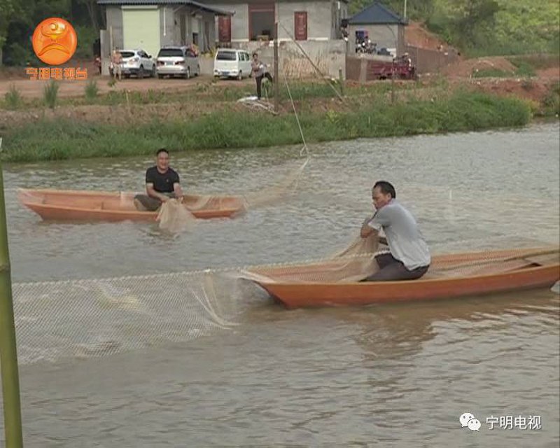 淡水资源中的新绿:淡水鱼养殖行业动态洞察