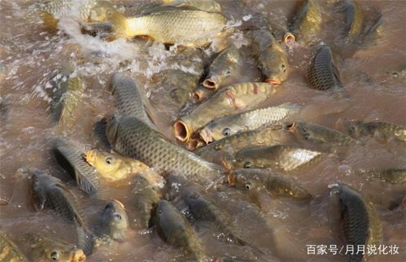 淡水鱼养殖行业：生态平衡与可持续发展并重