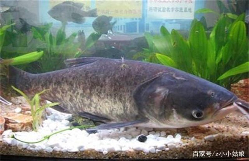 探寻水产养殖的新篇章:瑞丰模式